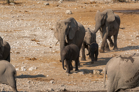 Elephants in the Etosha National Park, Namibiaの写真素材