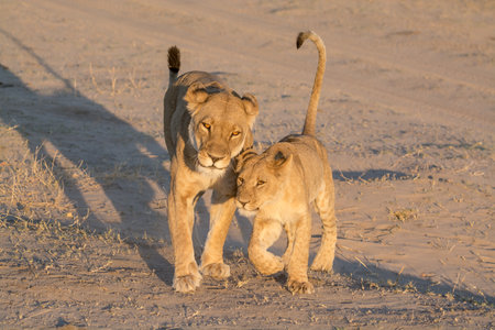 Lioness and lion cub in the early morning light, South Africaの写真素材