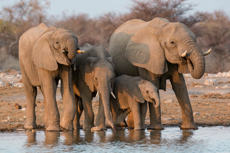Elephants at a waterhole in Africaの写真素材