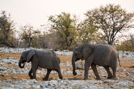 Elephants in Chobe National Park, Botswana, Africaの写真素材