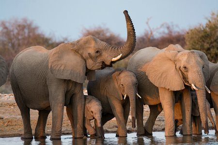 Elephants at a waterhole in Botswana, Africaの写真素材