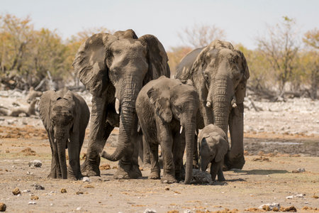 Elephants in Etosha National Park, Namibia, Africaの写真素材