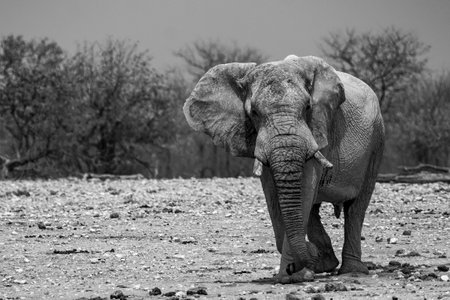 Elephant in the Etosha National Park, Namibia.の写真素材