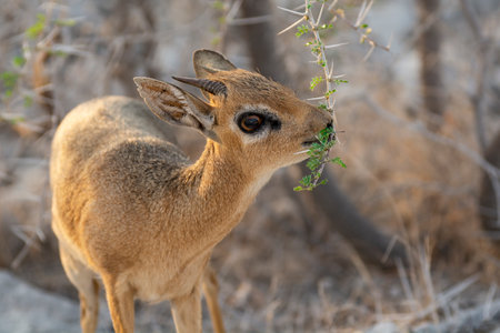 Dik-deer in Chobe National Park, Botswana, Africaの写真素材