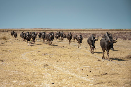 Wildebeest in Kgalagadi Transfrontier Park, South Africa