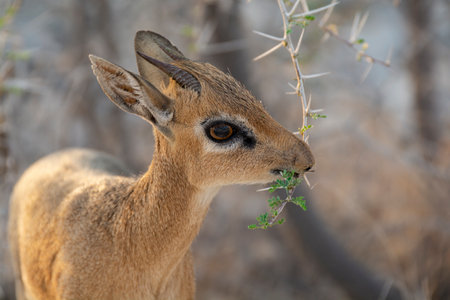 Dik-dikの写真素材