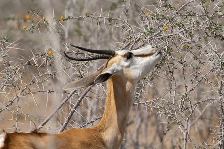 Springbok antelope in the Etosha National Park, Namibiaの写真素材