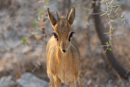 Springbok antelope in the Etosha National Park, Namibiaの写真素材