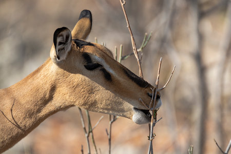African Impala (Aepyceros melampus)の写真素材