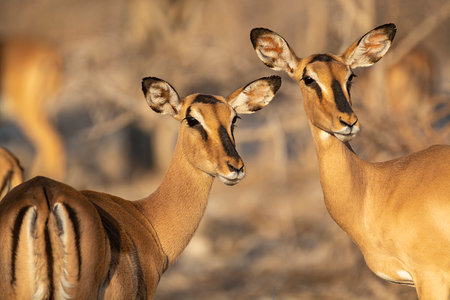 Impala antelope (Aepyceros melampus)の写真素材