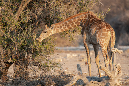 Giraffes in the Etosha National Park, Namibiaの写真素材