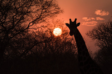 Giraffes at sunset in Kruger National Park, South Africaの写真素材