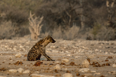 Spotted hyena in the Etosha National Park, Namibiaの写真素材