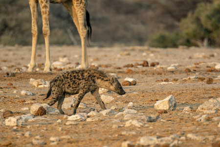 Spotted hyena in Etosha National Park, Namibiaの写真素材