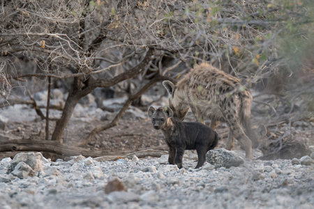 Hyena in Kruger National Park, South Africa; Species Crocuta crocuta family of Crocutidaeの写真素材