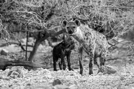 Spotted hyena in the Etosha National Park in Namibia