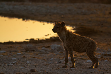 Spotted hyena (Crocuta crocuta) at sunsetの写真素材
