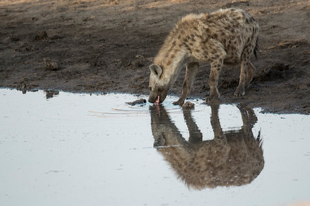 Spotted hyena drinking at a waterhole in the Chobe National Park, Botswana.の写真素材