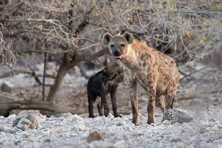 Spotted hyena in the Moremi Game Reserve (Okavango River Delta), National Park, Botswanaの写真素材