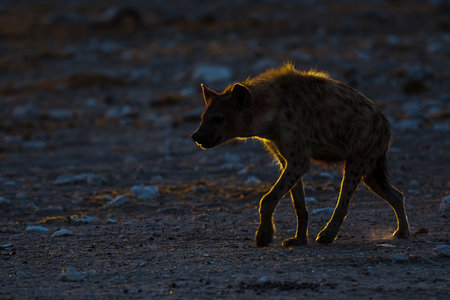 Spotted hyena (Crocuta crocuta) at sunrise in Etosha National Park, Namibiaの写真素材