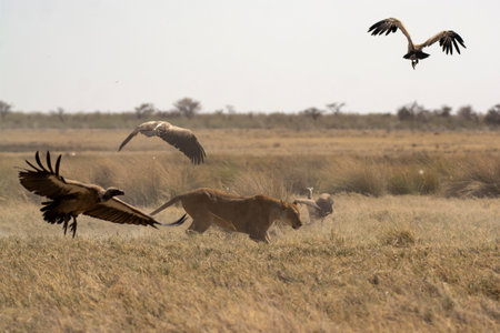 Vultures fighting in the savanna of Etosha National Park in Namibiaの写真素材