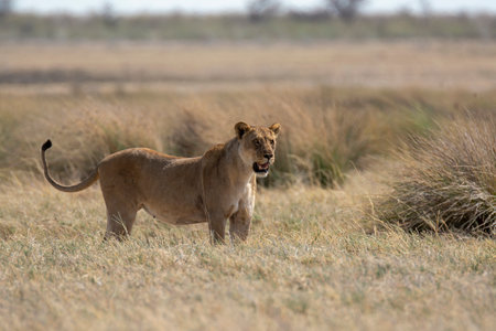 Lioness in Africaの写真素材