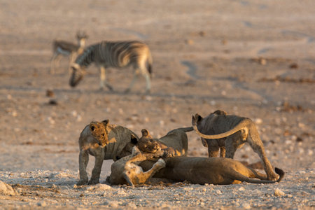 Lioness with cubs in the Etosha National Park, Namibiaの写真素材