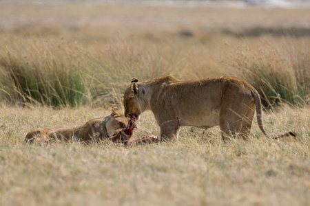 Lioness feeding on a prey in Masai Mara, Kenyaの写真素材