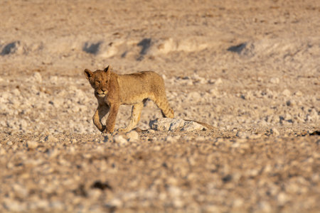 Lion cub in the Etosha National Park, Namibiaの写真素材
