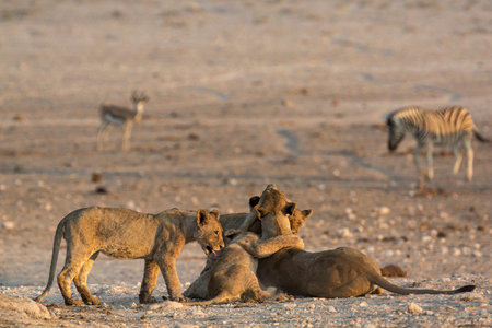 Lion and zebras in the Etosha National Park in Namibiaの写真素材