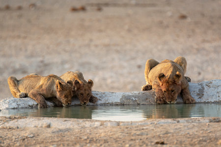 Lion cubs drinking at waterhole in Etosha National Park, Namibiaの写真素材
