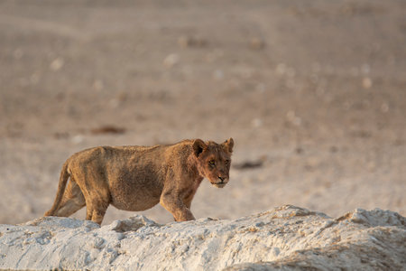 Lioness walking in the Etosha National Park in Namibiaの写真素材