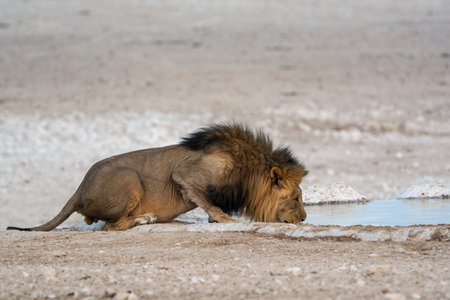 Lion drinking water in Etosha National Park, Namibiaの写真素材