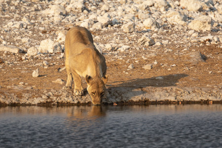 Lion drinking water at a watering hole in Etosha National Park, Namibiaの写真素材
