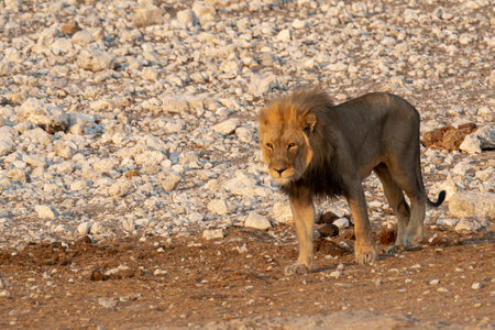 Lion in the Etosha National Park, Namibia.の写真素材