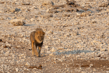 Lion in the Etosha National Park, Namibia.の写真素材