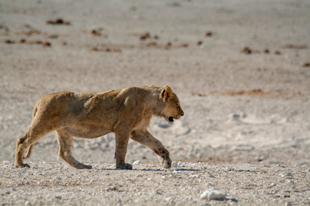Lion walking in the Etosha National Park, Namibiaの写真素材