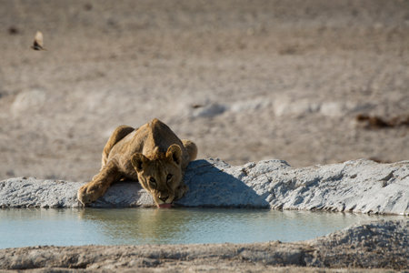 Lion drinking at waterhole in Etosha National Park, Namibiaの写真素材