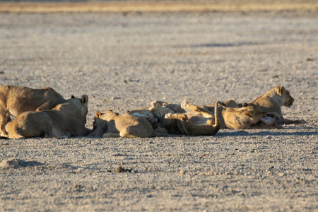 Lioness and cubs in Etosha National Park, Namibiaの写真素材