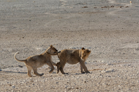 Lion cubs playing in the Etosha National Park, Namibiaの写真素材