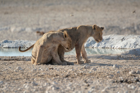 Lion cubs at a waterhole in Etosha National Park, Namibiaの写真素材