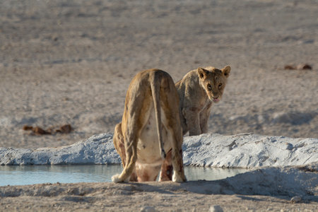 Lion drinking at waterhole in Etosha National Park, Namibiaの写真素材