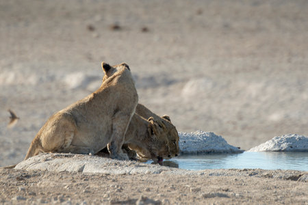 Lioness drinking water at a waterhole in Etosha National Park, Namibiaの写真素材