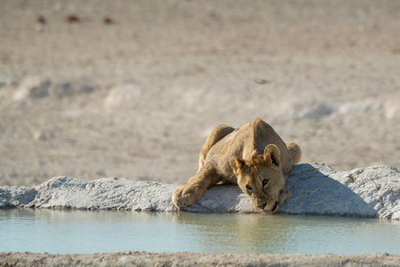 Lion drinking at a waterhole in Etosha National Park, Namibiaの写真素材
