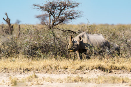 White rhinoceros in Etosha National Park, Namibiaの写真素材