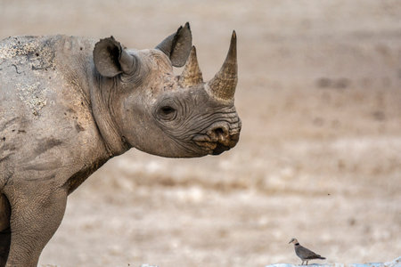 Rhinoceros in the Etosha National Park in Namibiaの写真素材