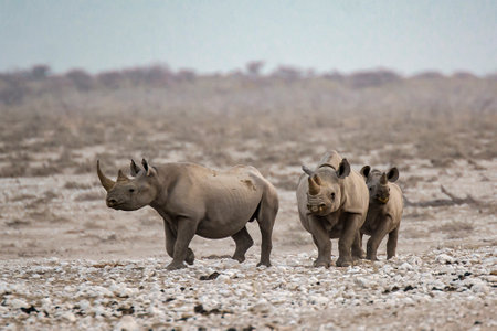 White rhinoceros in Etosha National Park, Namibiaの写真素材