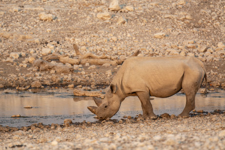 White rhinoceros at a waterhole in Etosha National Park, Namibiaの写真素材