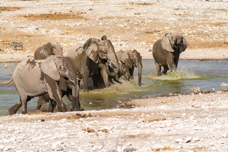 Elephants in Chobe National Park, Botswana, Africaの写真素材