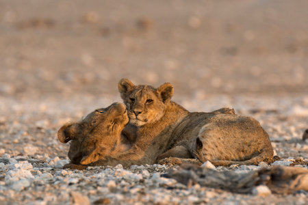 Lion cubs playingの写真素材